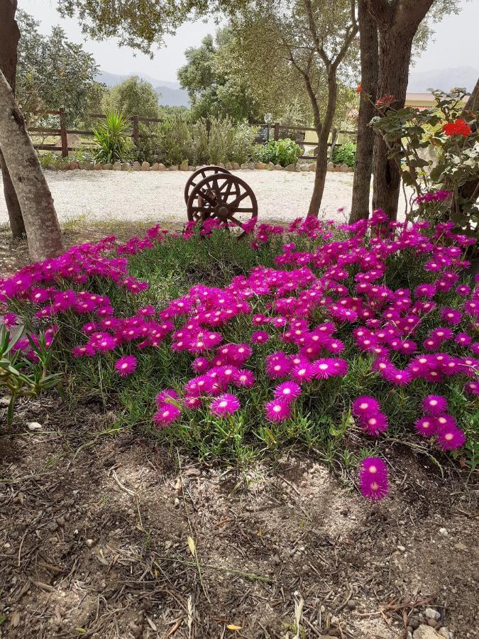 Bed and Breakfast Agriturismo Pira Pinta Доргали Экстерьер фото