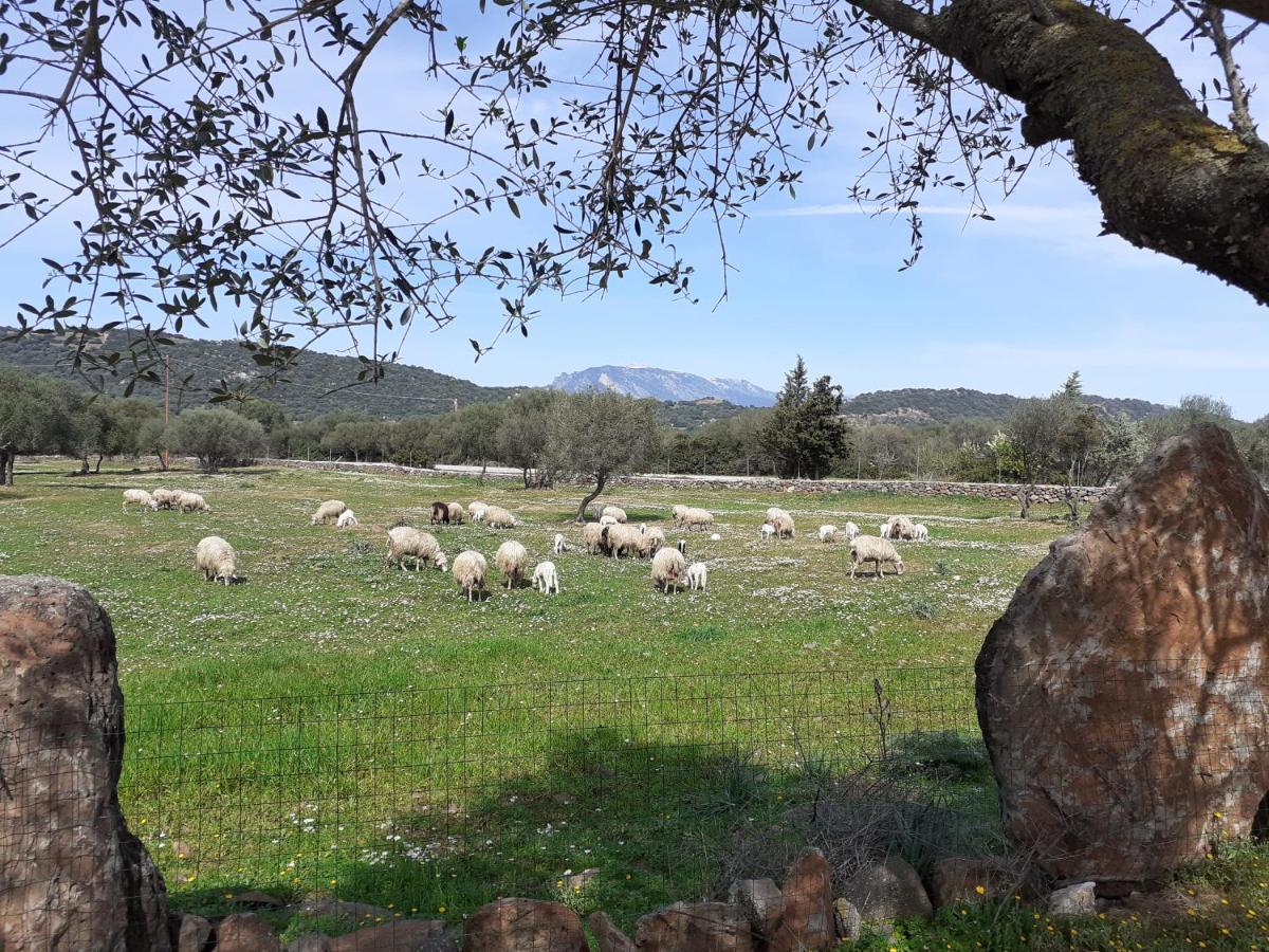 Agriturismo Pira Pinta Доргали Экстерьер фото