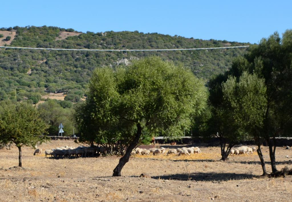 Agriturismo Pira Pinta Доргали Номер фото